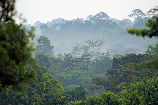 Forests_and_Woodlands,_Ashanti_region,_South_Ghana