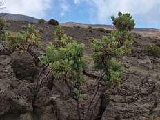 Vaccinium reticulatum flowering plant in habitat landscape Mauna Kea